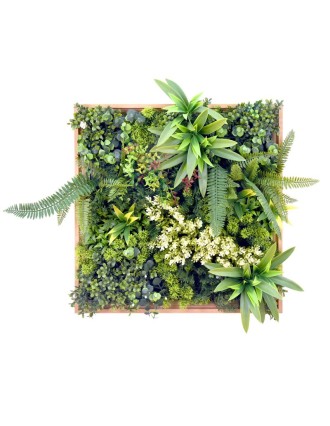 Vertical Garden Plant Rhea B 50x50 Oranon